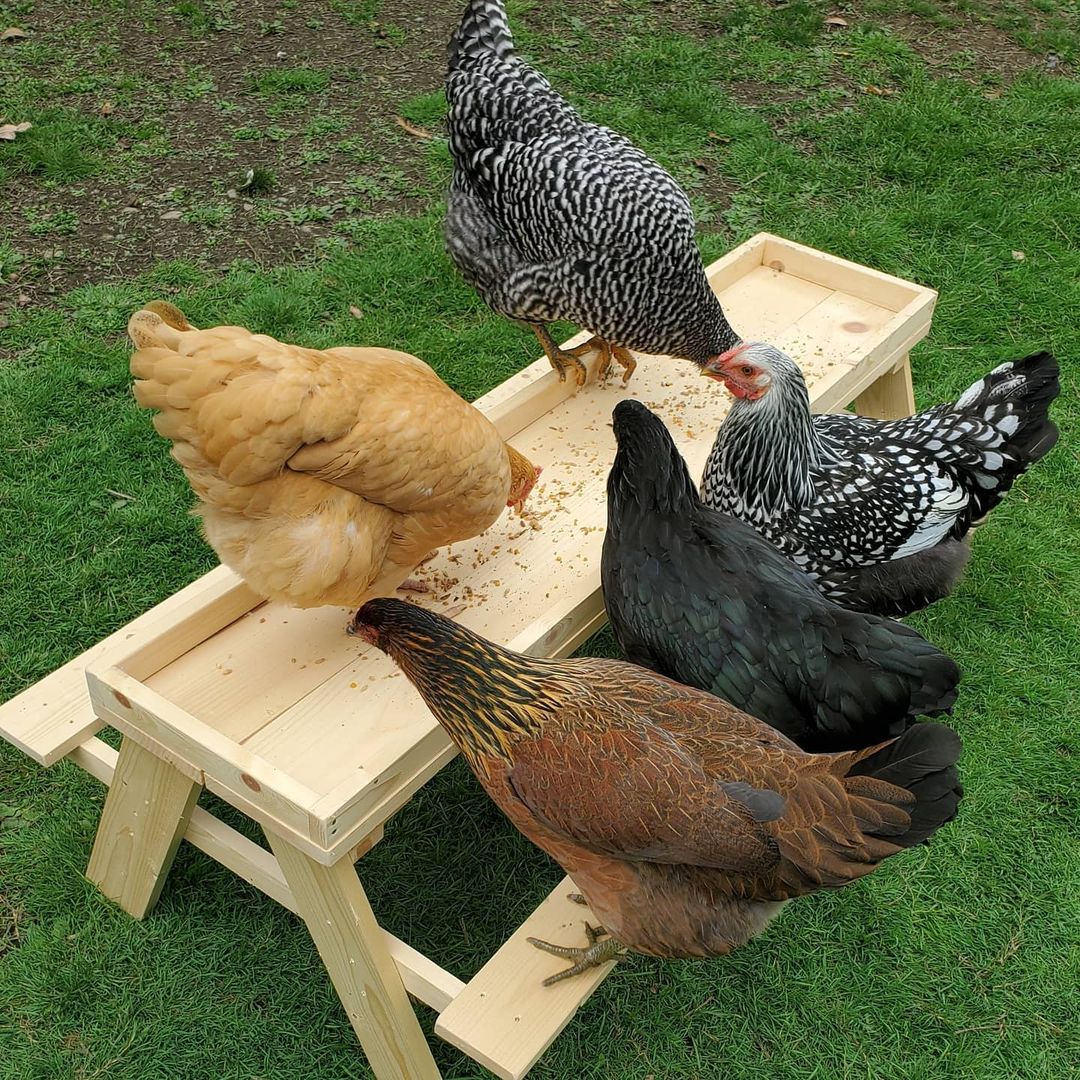 Hens at a picnic table