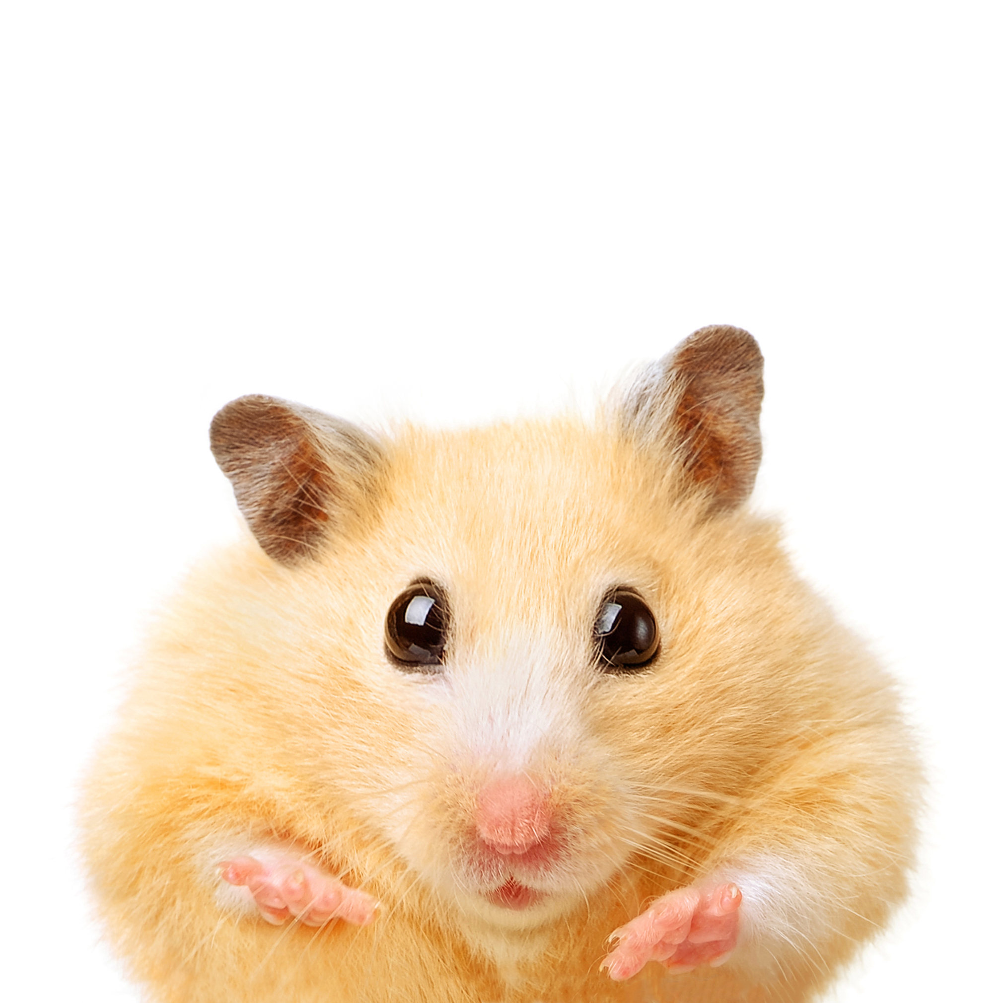Pet hamster