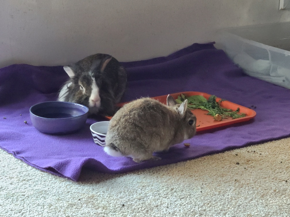Abigail and Enzo learn to share the food tray.