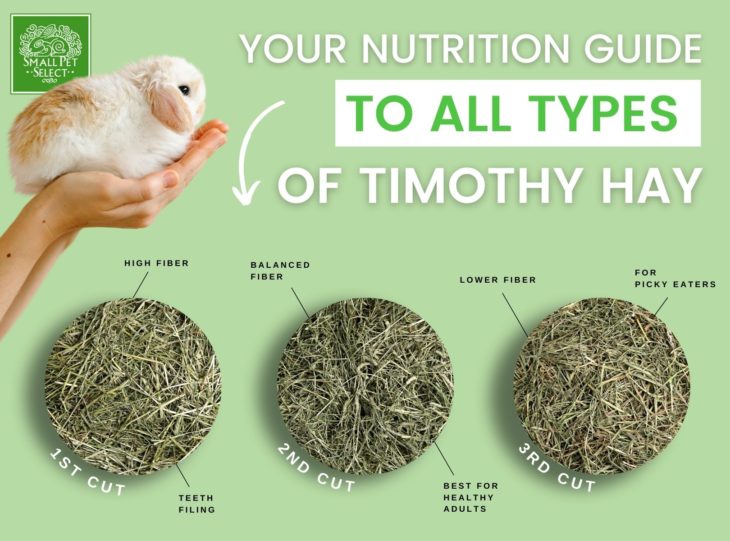 Everything You Need To Know About All 3 Cuts of Timothy Hay Small Pet