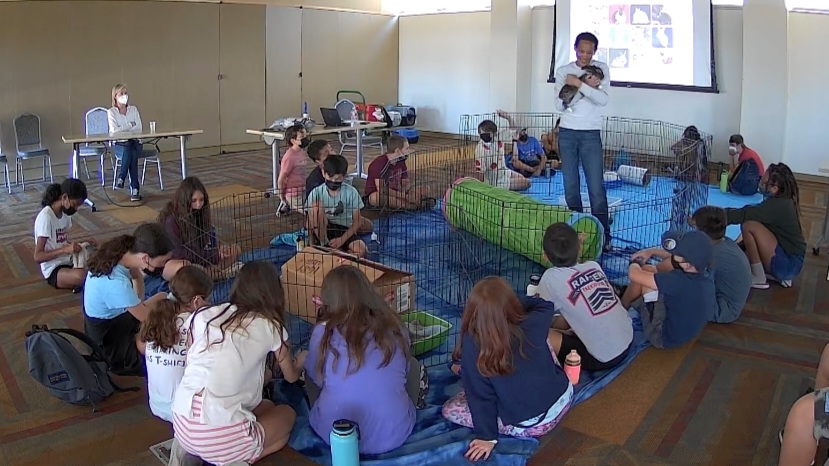 Dad introduces summer camp kids to rabbits. 