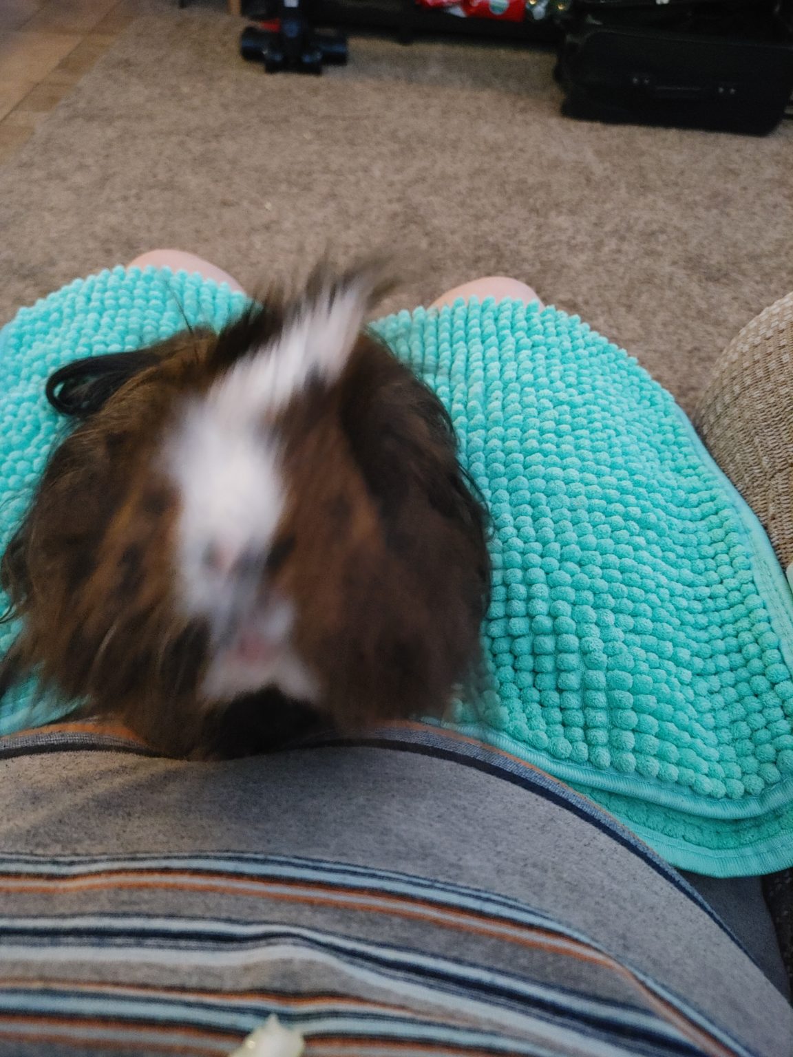 August 27, 2022 WCFAMILYFUN Small Pet Select