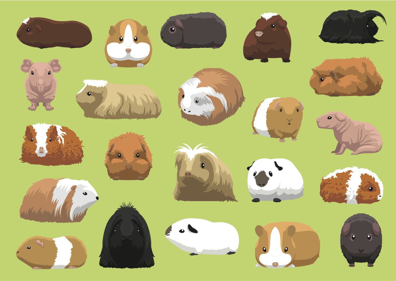 Drawings of various guinea pig breeds