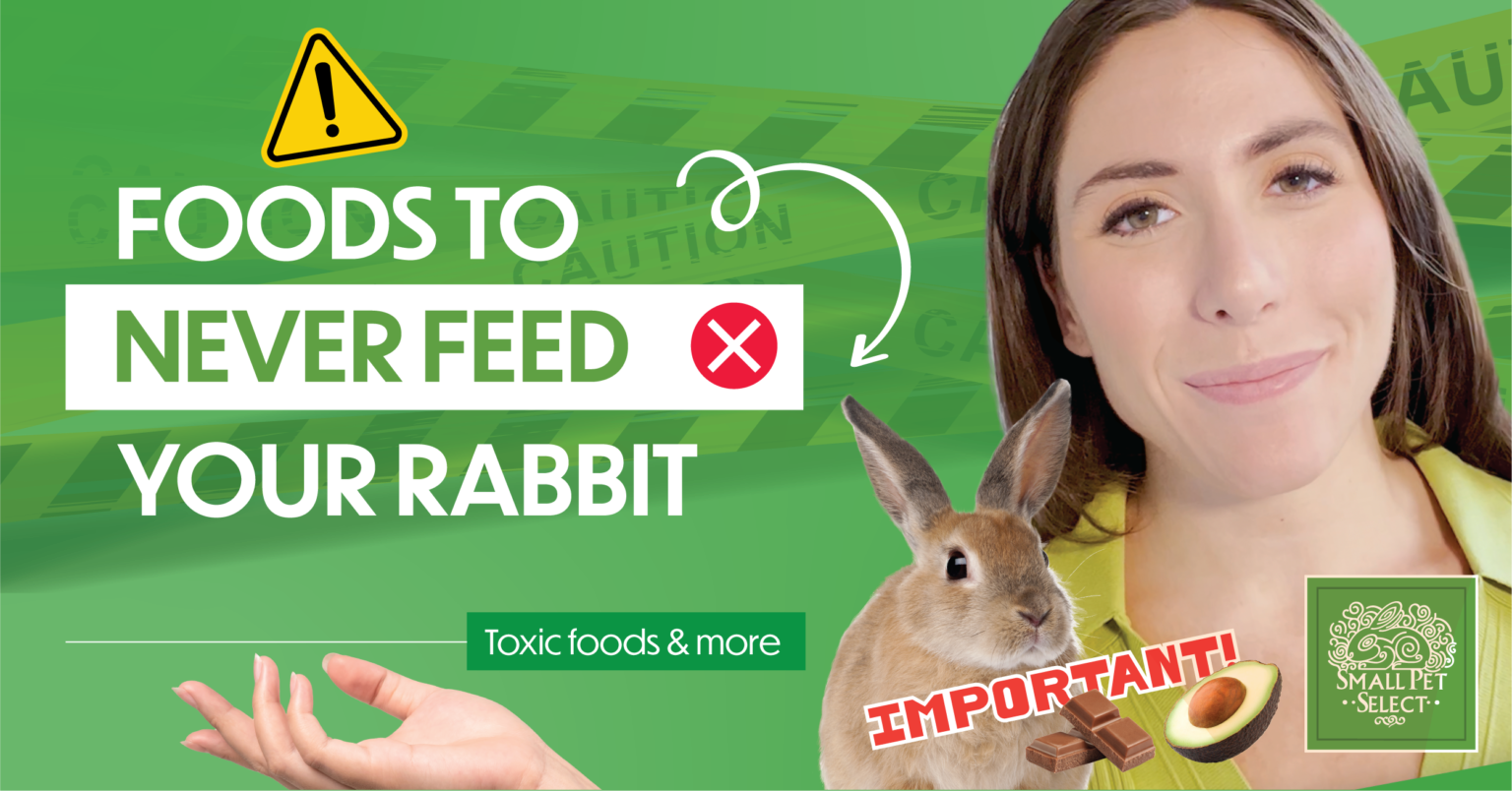 What NOT To Feed Your Rabbit (Toxic & Unhealthy Foods) Small Pet