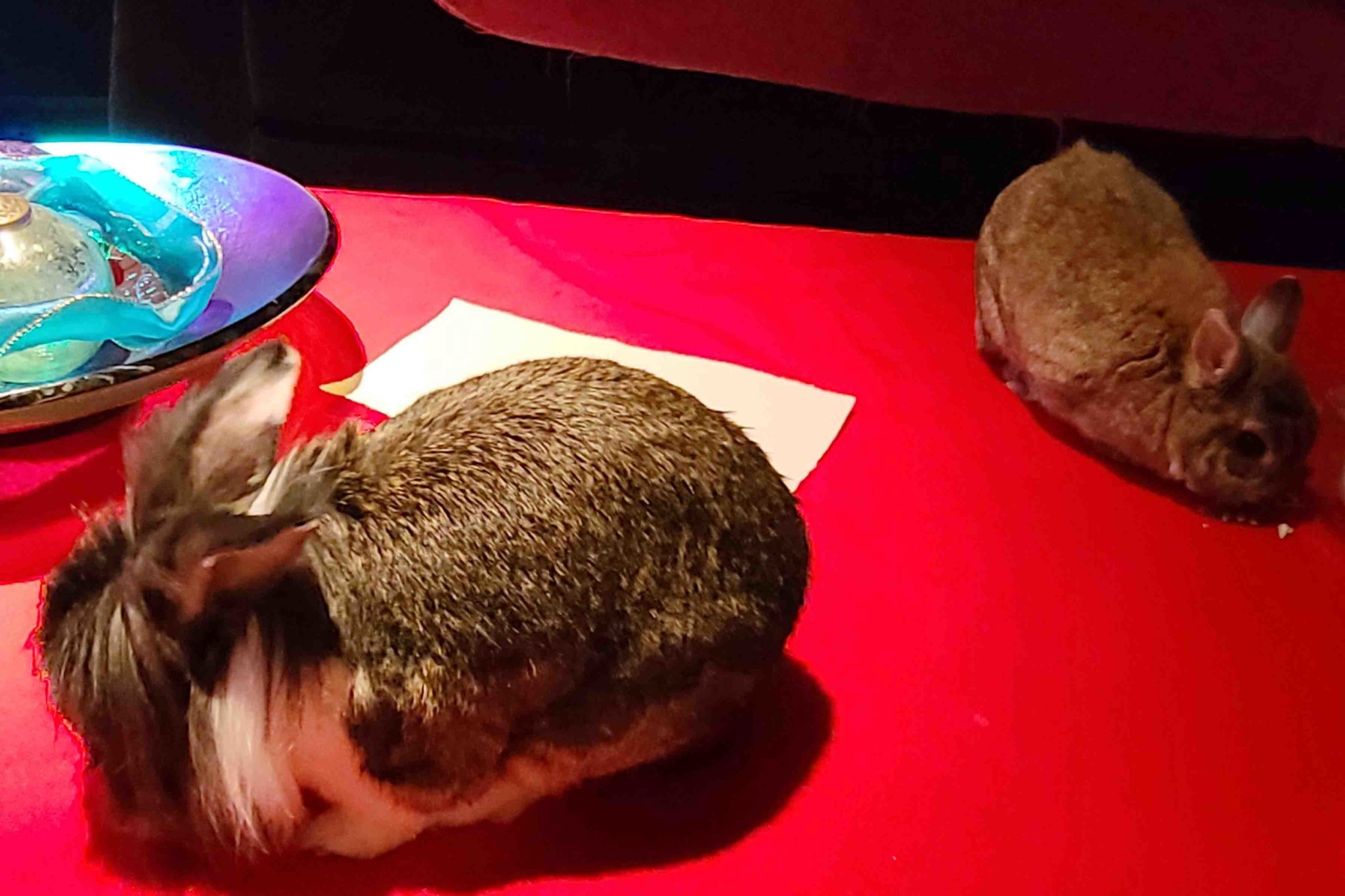 Through Abigail's Eyes Sssshhh Small Pet Select