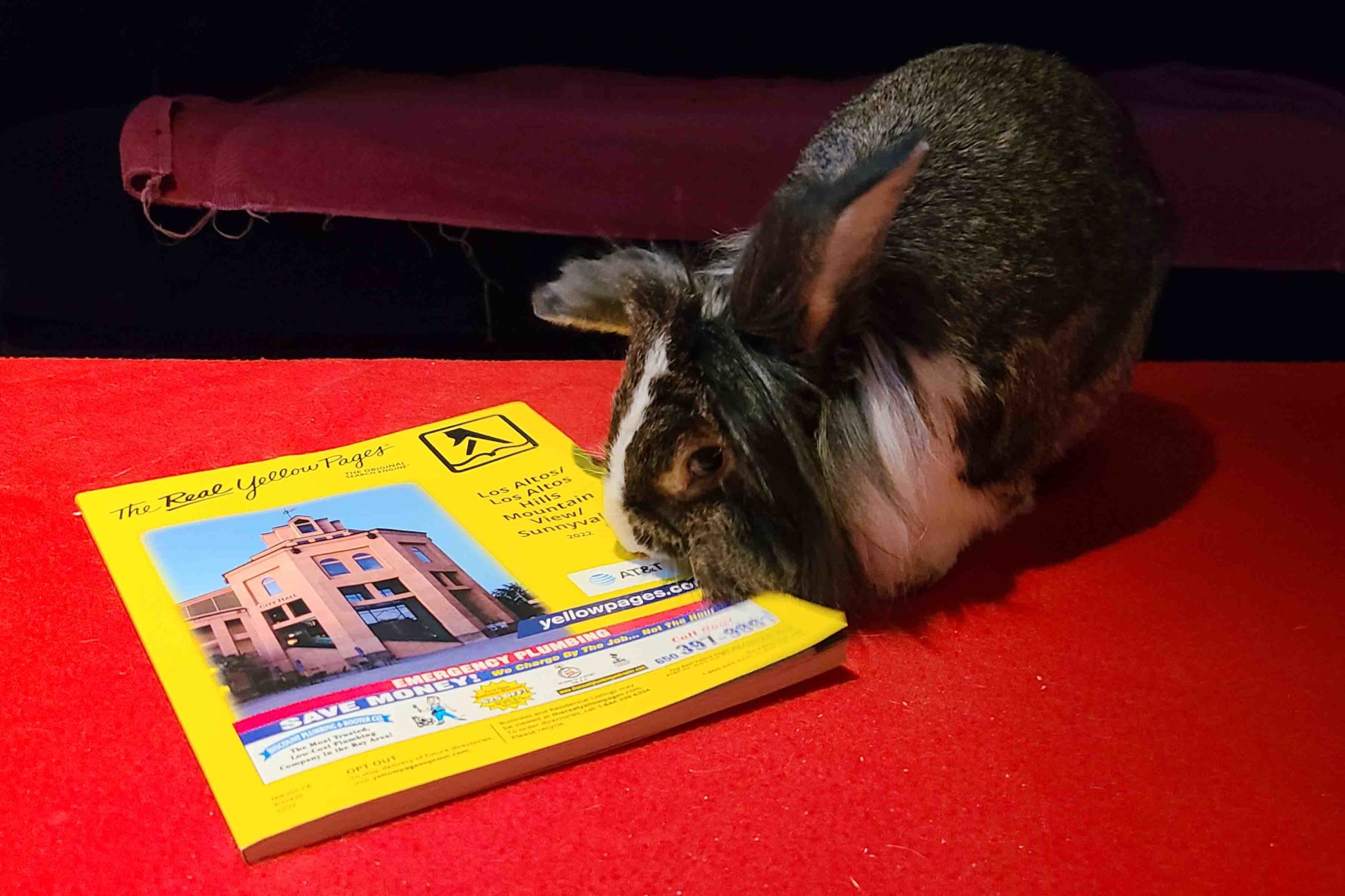 Through Abigail's Eyes The Yellow Pages Small Pet Select