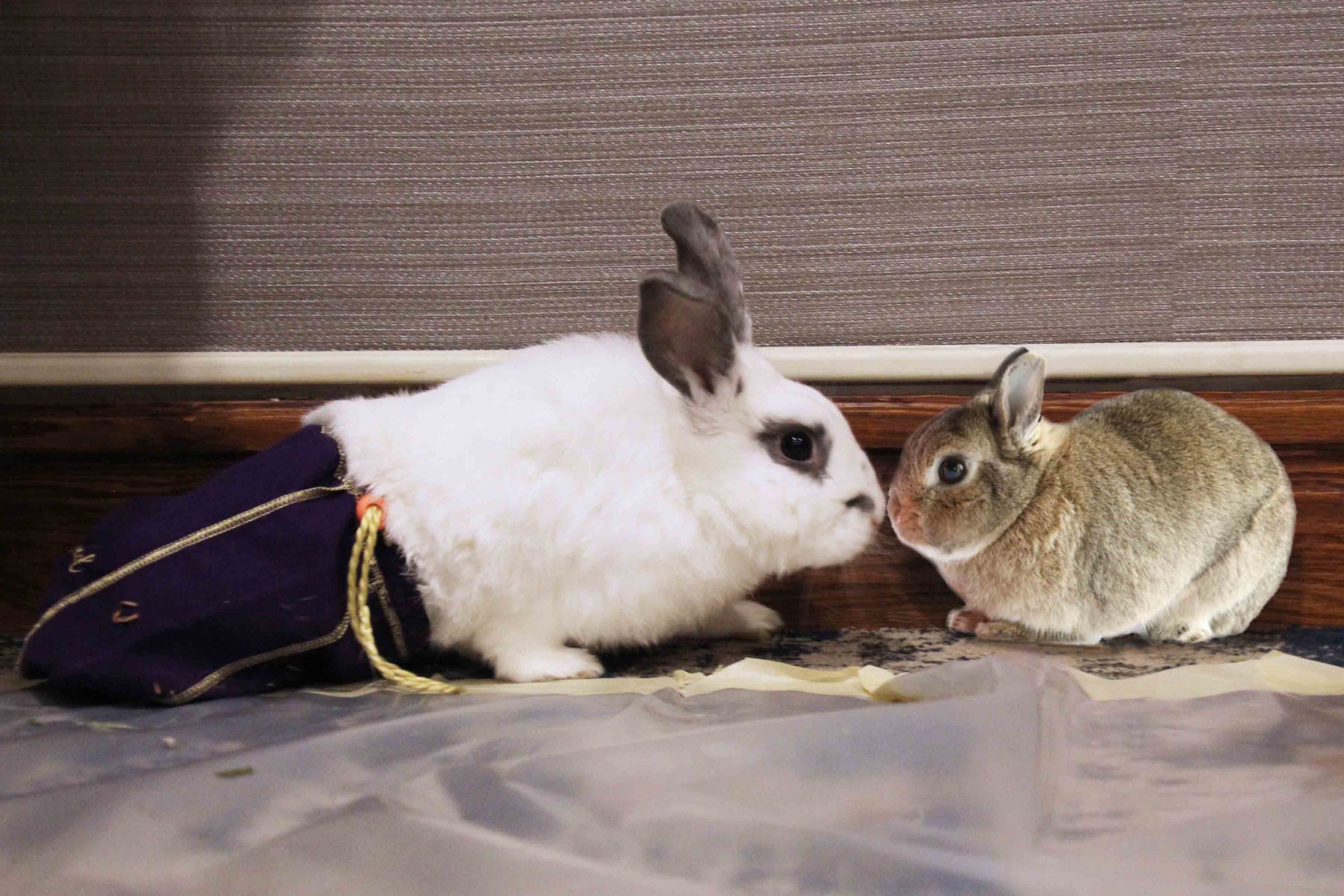 Abigail votes for her special needs bun friend Jack-In-The-Bag to be a calendar cover model. Will he win?