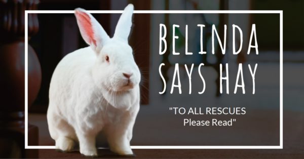 Belinda the spokesrabbit blog header. "To All Rescues, Please Read."