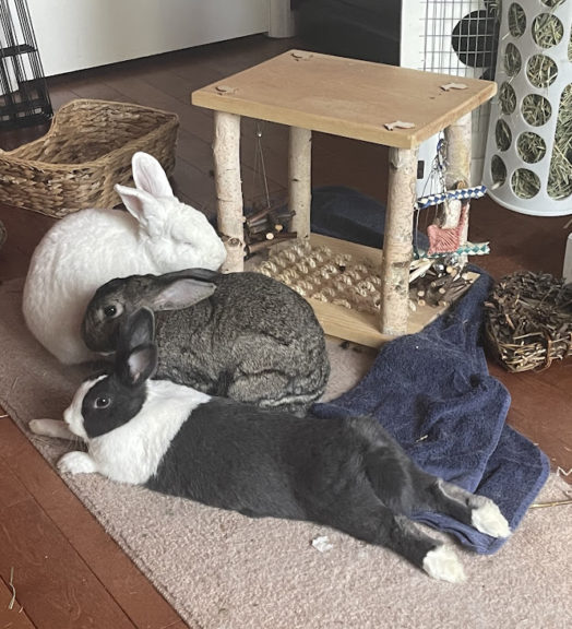 Skin and Fur Parasites on Rabbits Small Pet Select