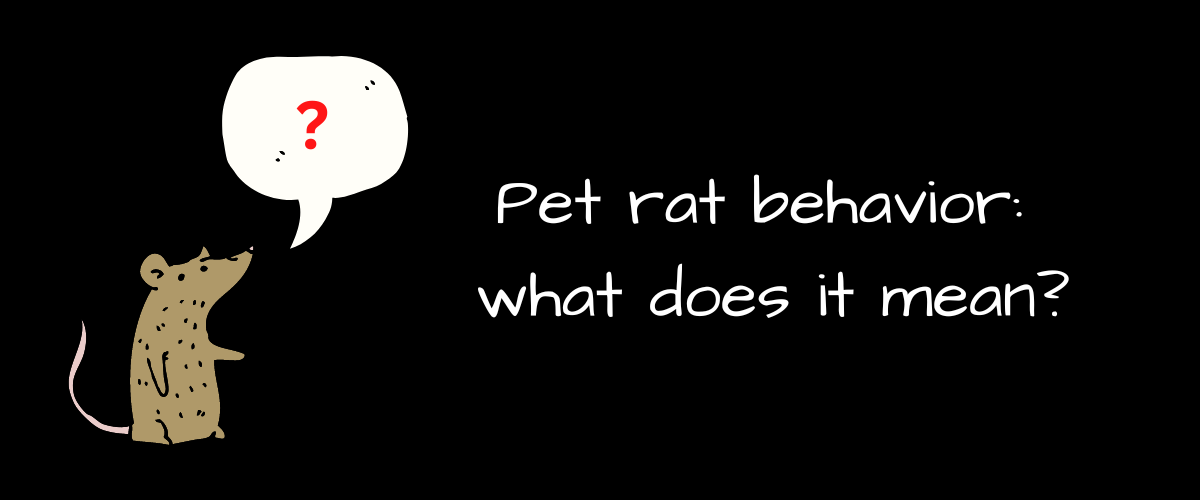 pet-rat-behavior-what-does-it-mean-small-pet-select