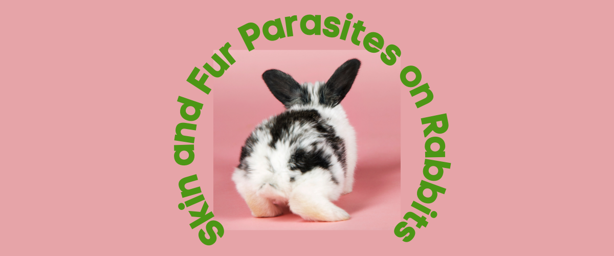 Skin and Fur Parasites on Rabbits Small Pet Select