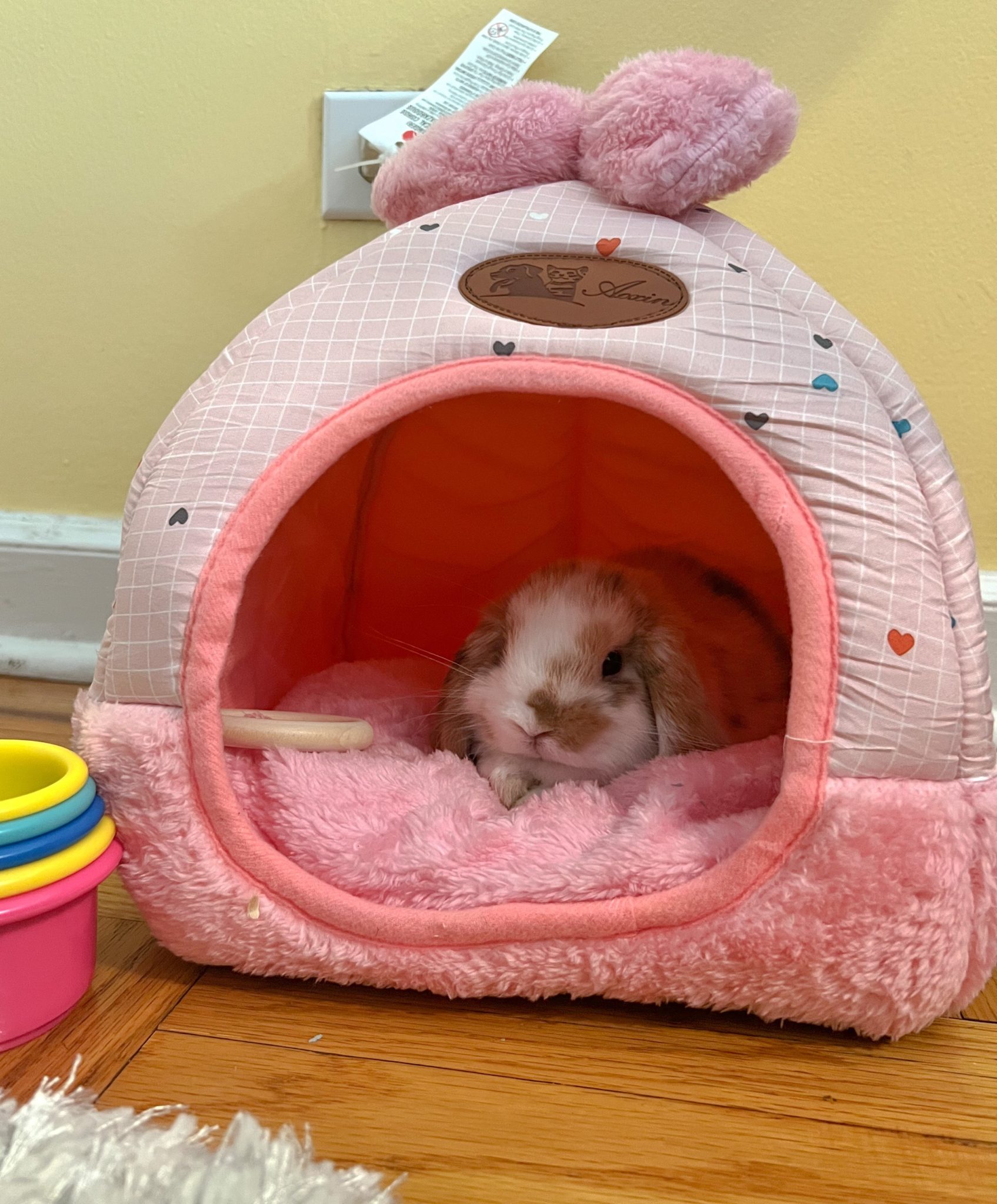 October 08, 2022 WCFLUFFERNUTTER Small Pet Select