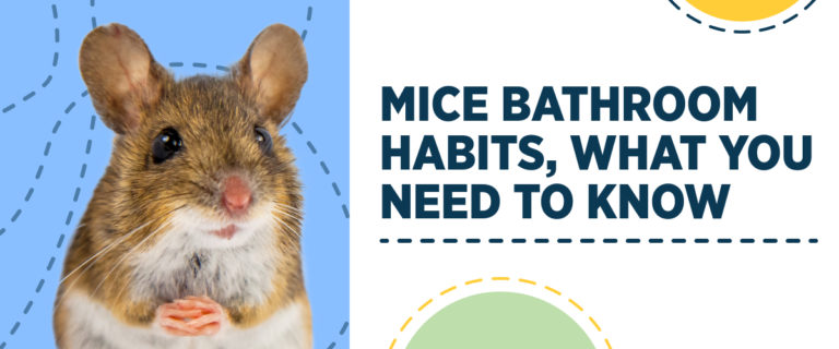 Mice Bathroom Habits