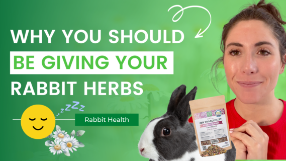 herbs for rabbits