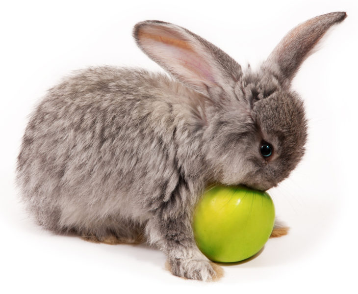 Rabbit Treats Is Sugar Bad For My Rabbit? Small Pet Select Blogs