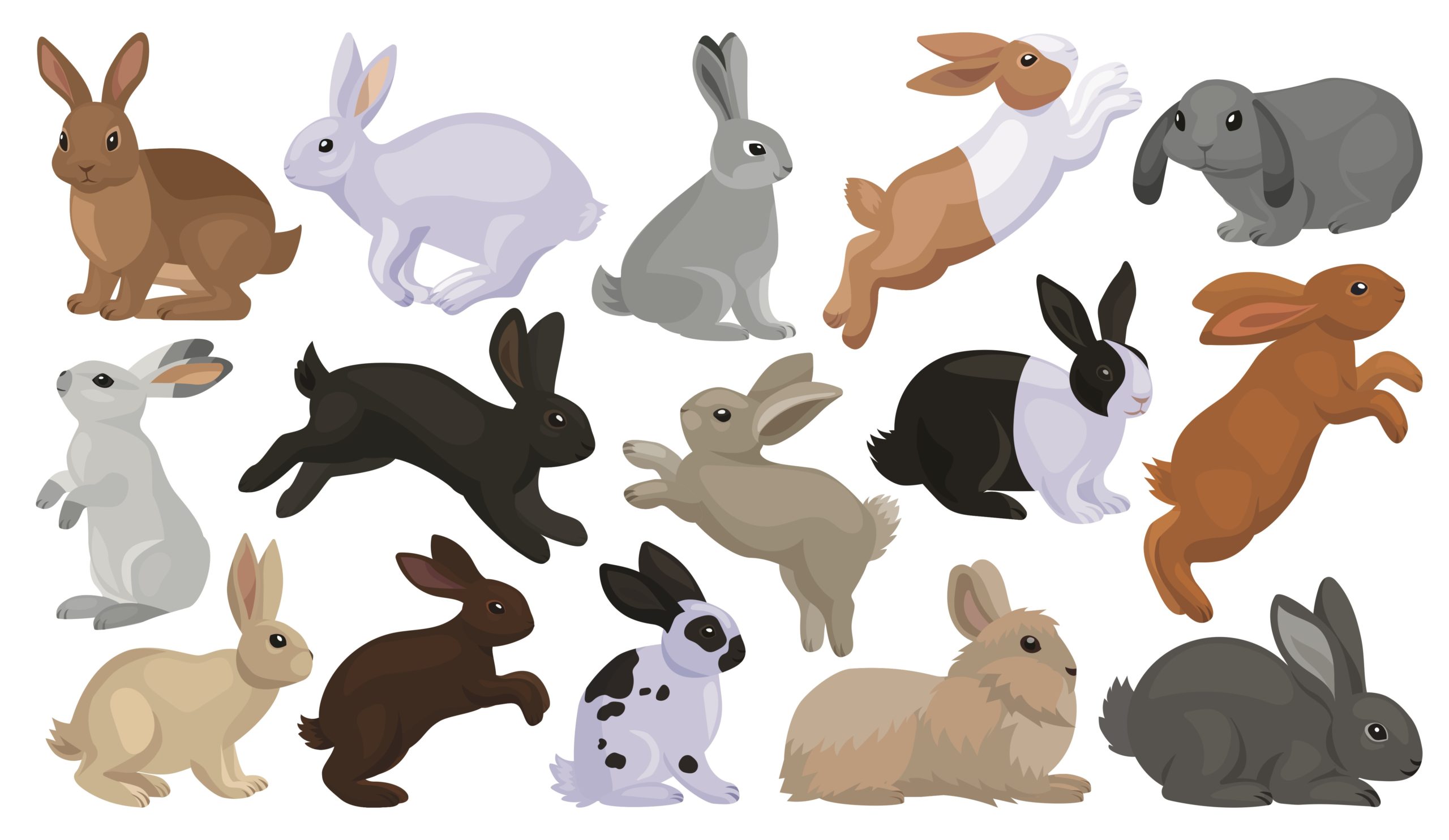 Different rabbit breeds