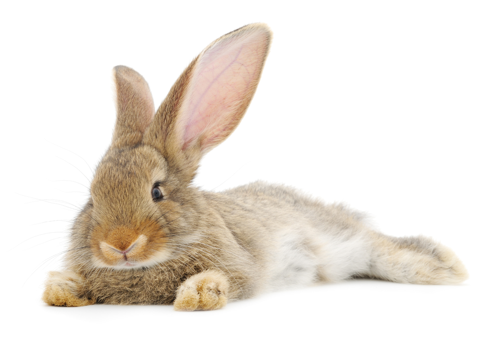 safest rabbit litter box bedding