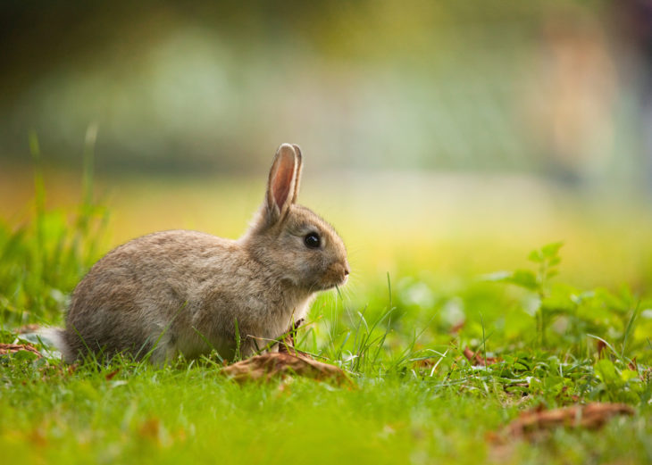 Herbs For Rabbits Why You Should Be Giving Herbs To Your Rabbit
