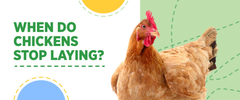 When do chickens stop laying?