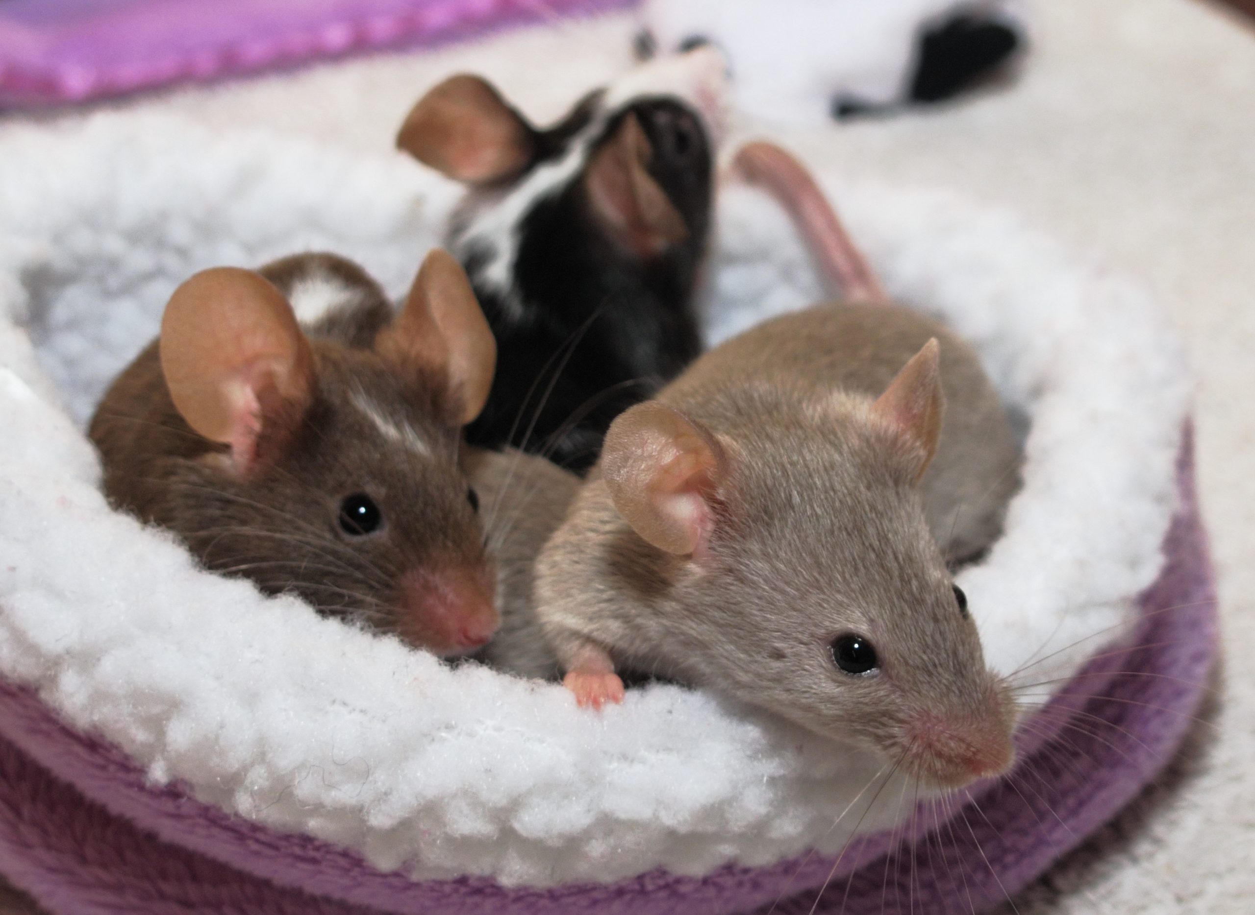 Pet mice cuddling