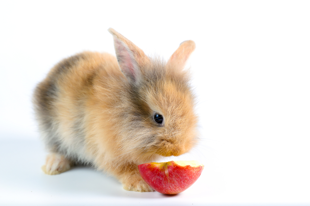 healthy bunny treats