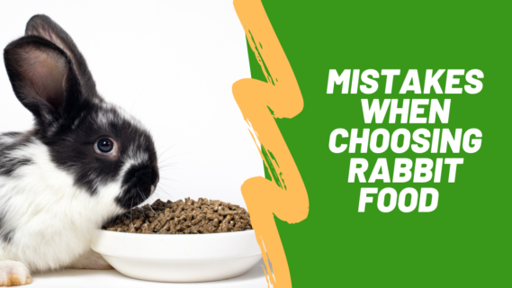 mistakes when choosing rabbit food