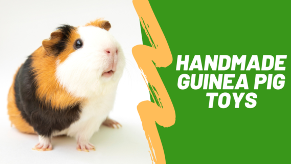 handmade guinea pig toys