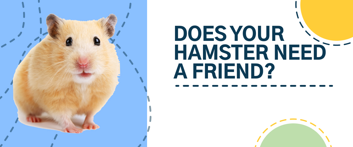 Buitensporig Zeggen Uitdrukking Does your hamster need a friend? | Small Pet Select