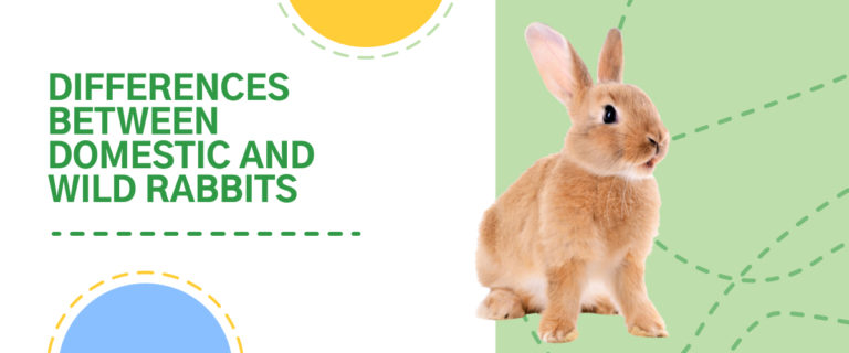Difference between wild and domestic rabbits