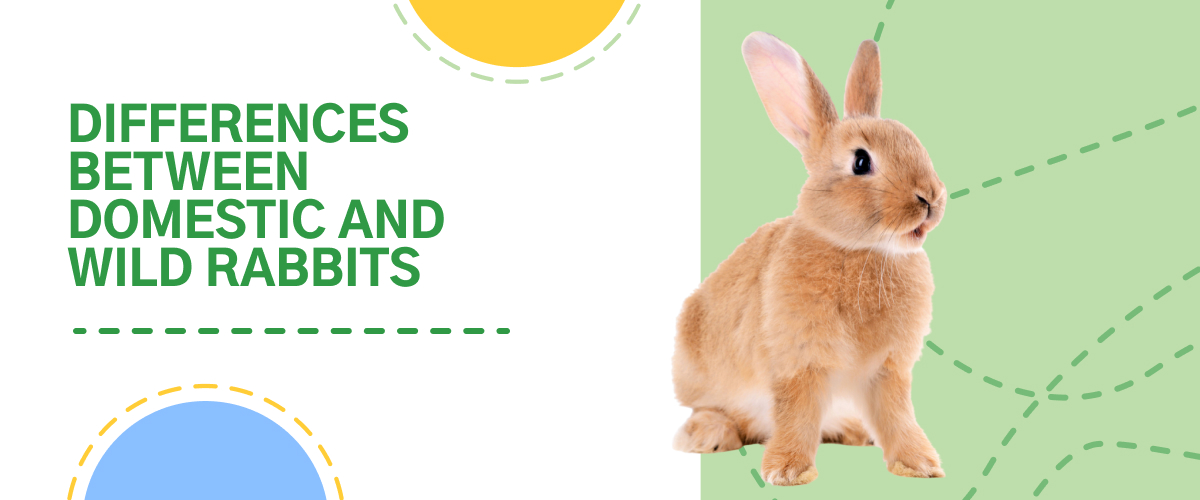 Differences between domestic & wild rabbits: 5 fun facts | Small Pet Select