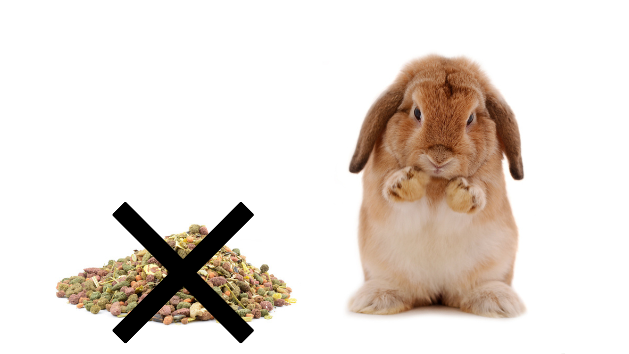 mistakes when choosing rabbit food