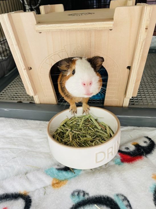 Why Thousands of Guinea Pigs are Choosing These Handmade Guinea Pig ...