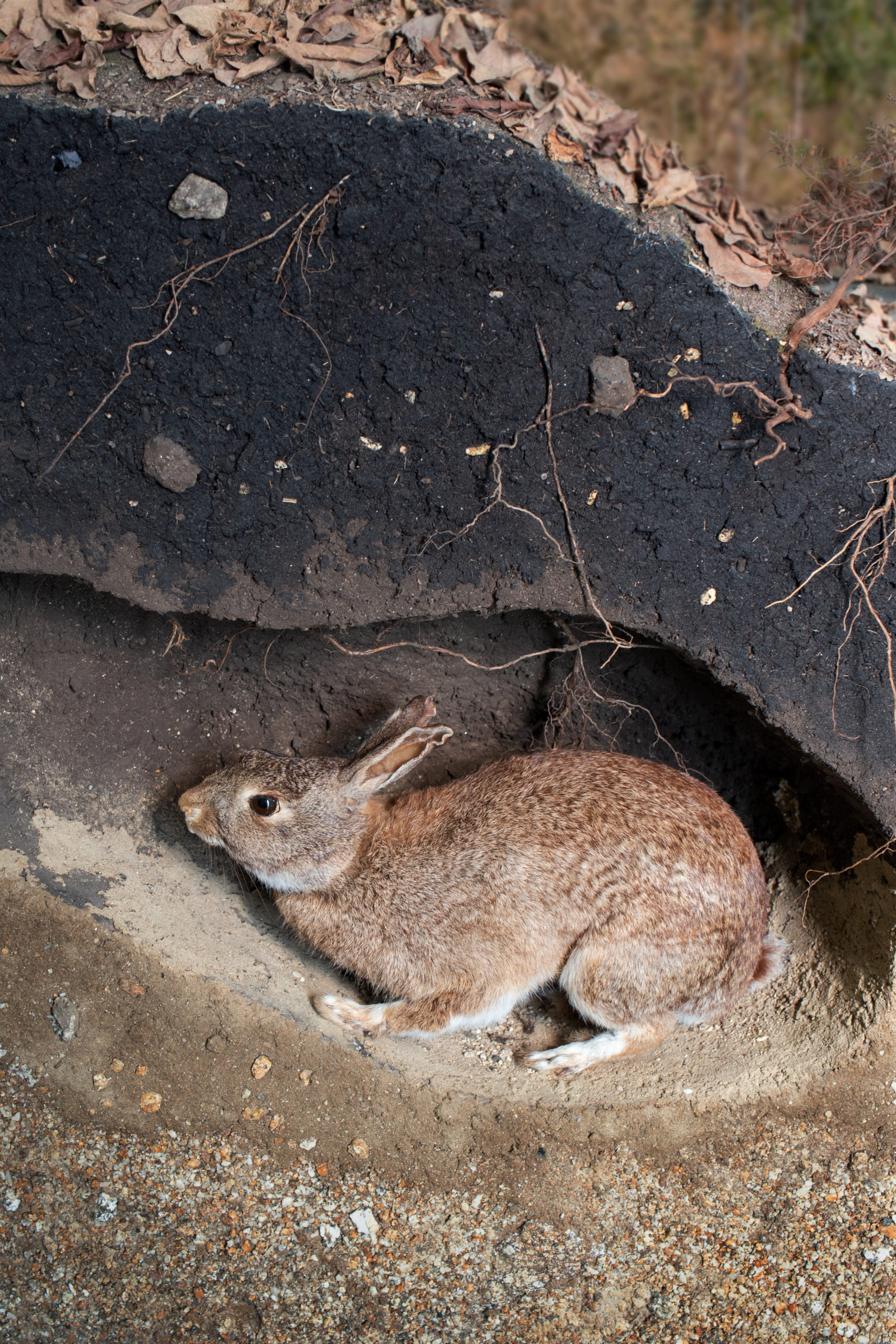 Rabbit underground