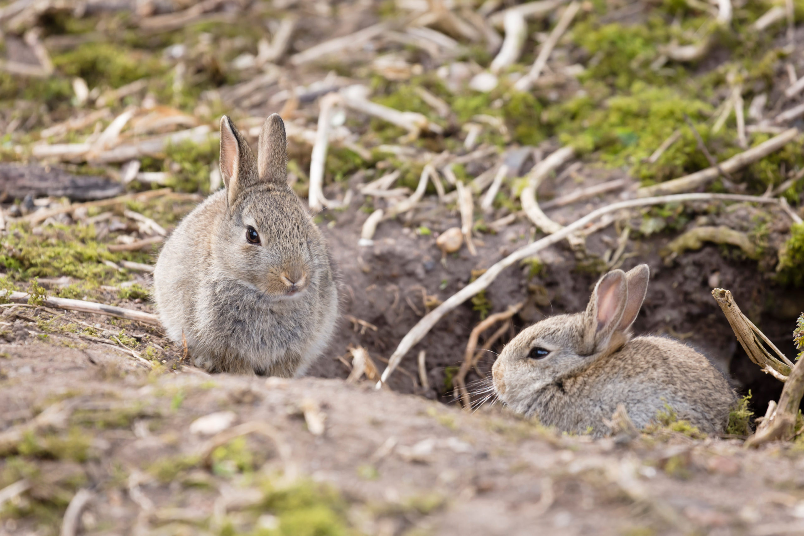 Camouflaged rabbits