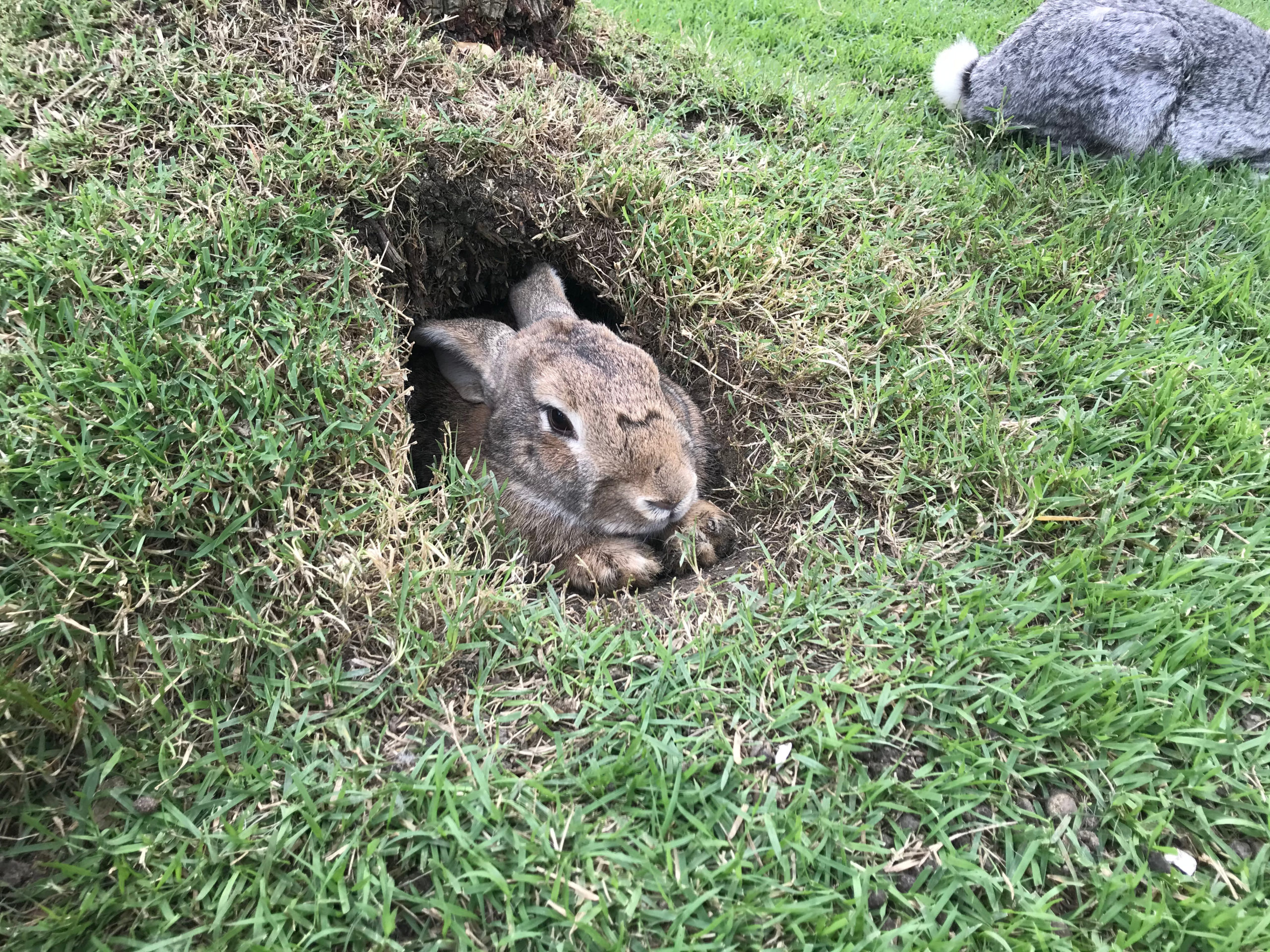 Rabbit peeking out of burrow