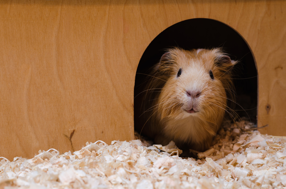 best bedding for guinea pigs 