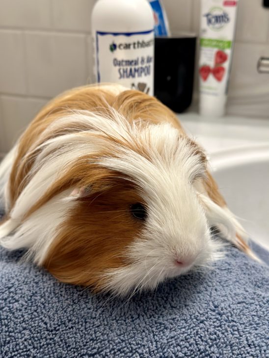 Care Resources - Small Pet Select U.S