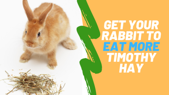 get your rabbit to eat more timothy hay