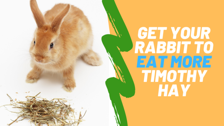 Is Timothy Hay Good For Rabbits 5 Ways to Get Your Rabbit To Eat More Timothy Hay | Small Pet Select