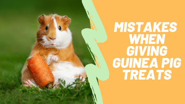 guinea pig treats