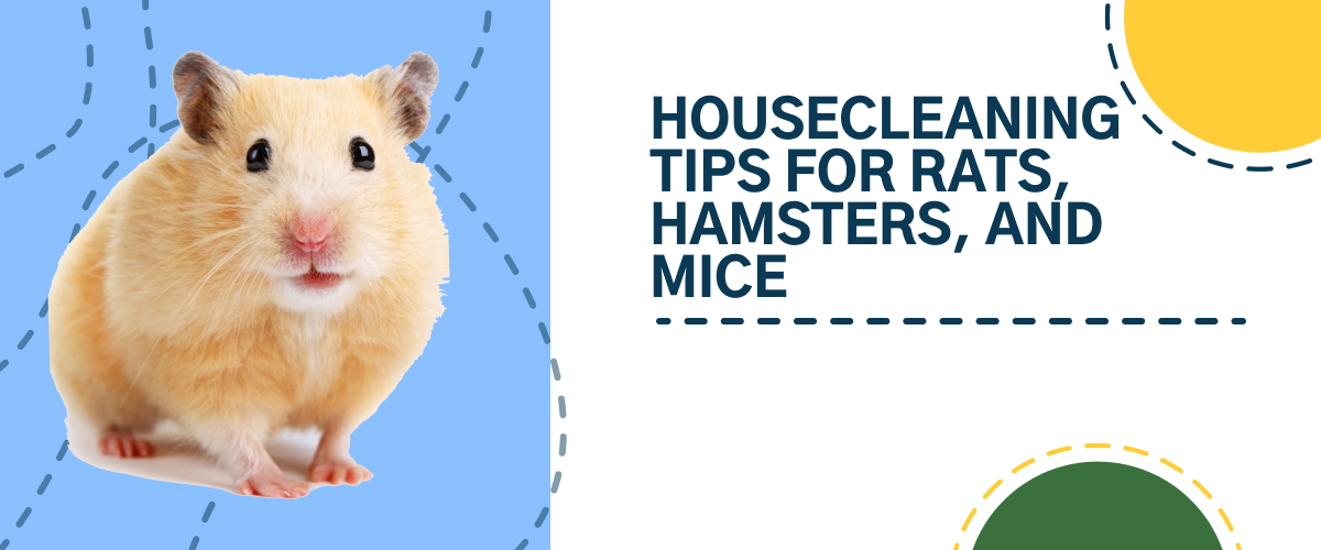 How to Get Rid of Mice: Ideas That Keep Kids and Pets Safe