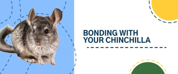 Bonding with your chinchilla