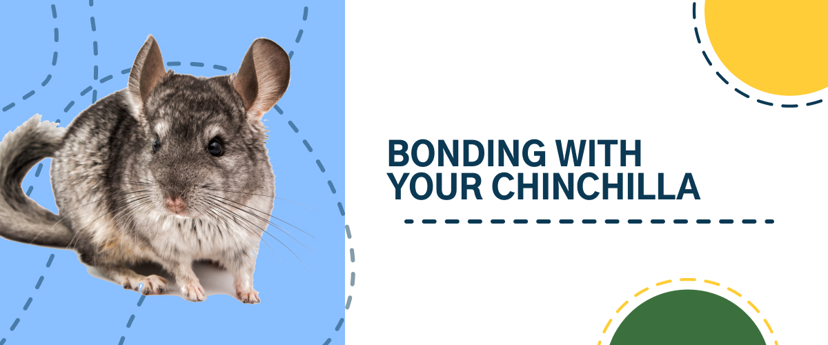 Bonding with your chinchilla for a lifetime of love | Small Pet Select