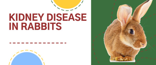 Kidney Disease in Rabbits