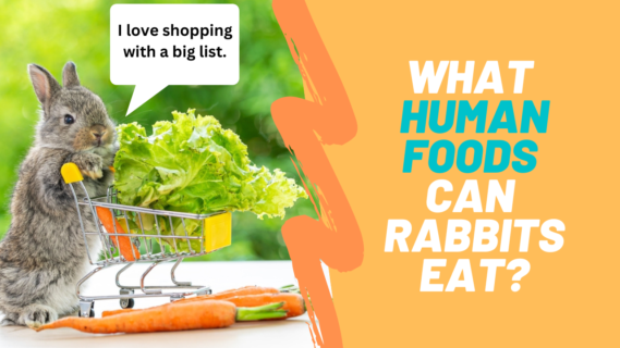 Can rabbits eat human foods?