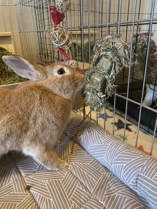5 Important Lessons We Learned From Buying Rabbit Toys Small Pet