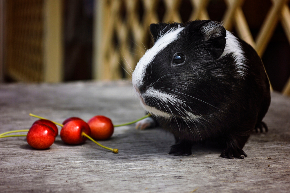 guinea pig treats