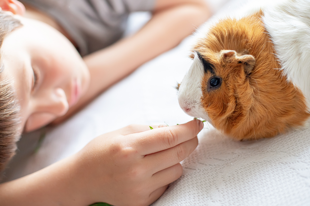 mistakes when giving guinea pig treats