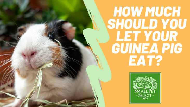 Guinea Pig Food Doesn’t Need To Be Restricted! Here’s Why | Small Pet ...