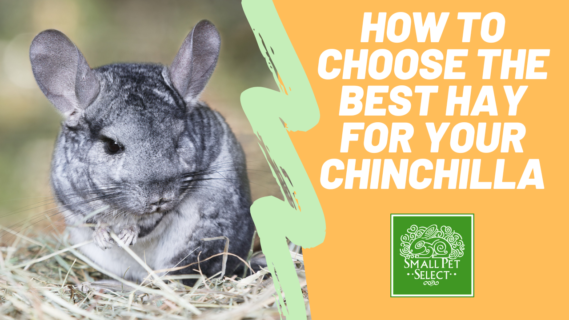 the best hay for chinchillas